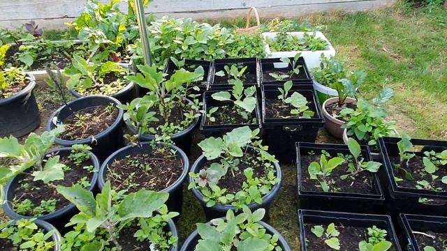 உள்ளி (பூண்டு), கீரை அறுவடை / Organically grown garlic and spinach harvest in London смотреть онлайн