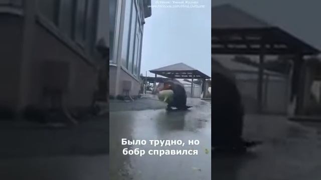 Бобры обокрали продуктовый магазин🤣🤣🤣 смотреть онлайн