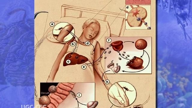 Introduction to Parasitology смотреть онлайн
