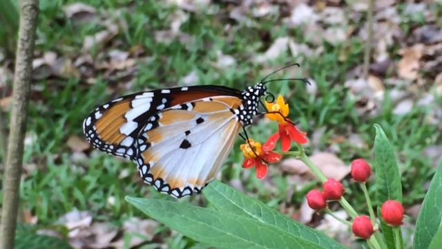 Plain Tiger feeding on nectar 2 смотреть онлайн