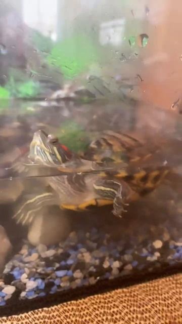 ￼Моя красноухая черепаха￼ 🐢 смотреть онлайн