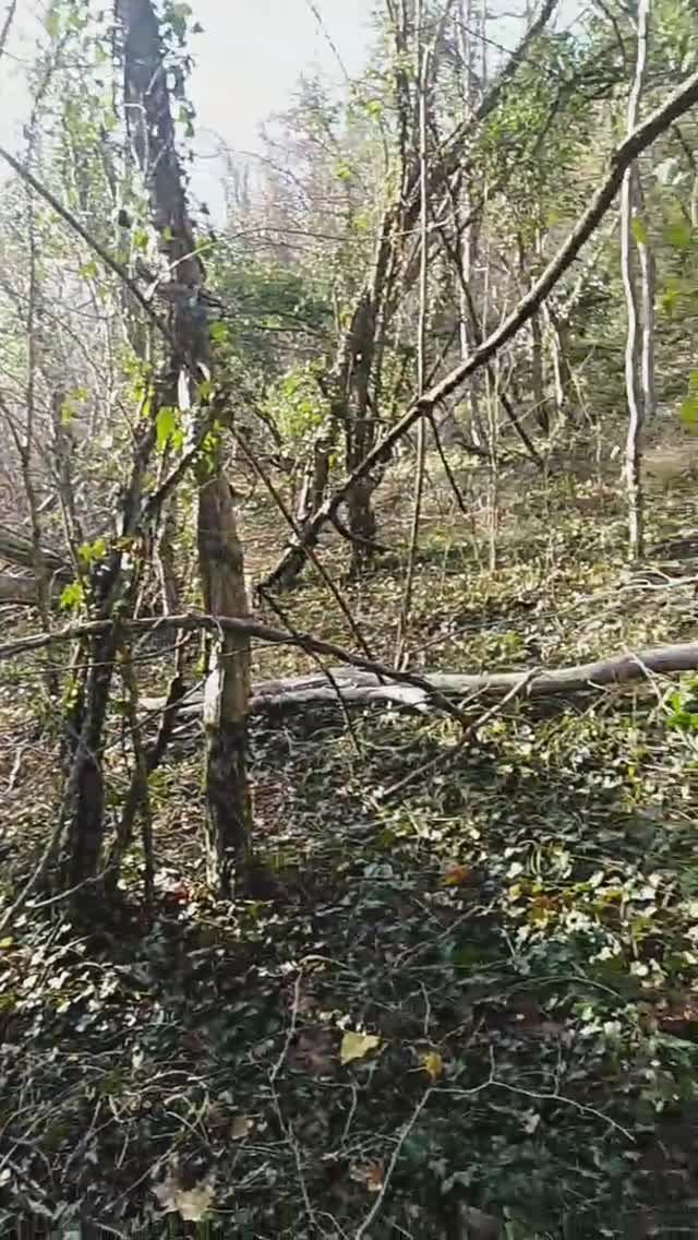 Лес рядом с поселком Сукко. смотреть онлайн