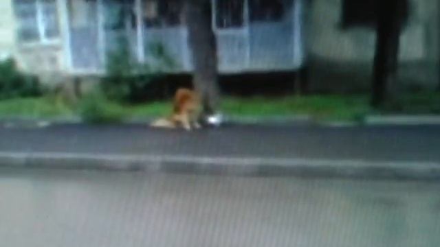 SHORT FILM - SIYVARULI YVELAS UNDA - 2.avi