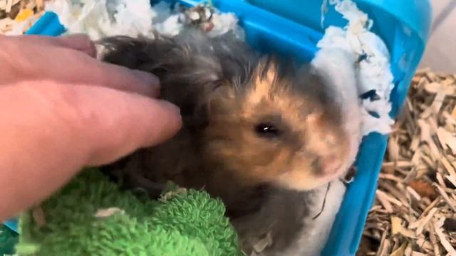 Хомяк Василий : Ну и зачем меня будить??? смотреть онлайн