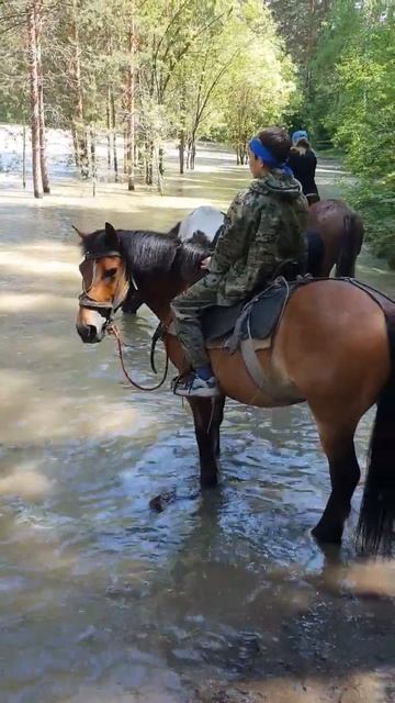 Река Катунь. Горный Алтай #виталийалтайский #целительство #горныйалтай