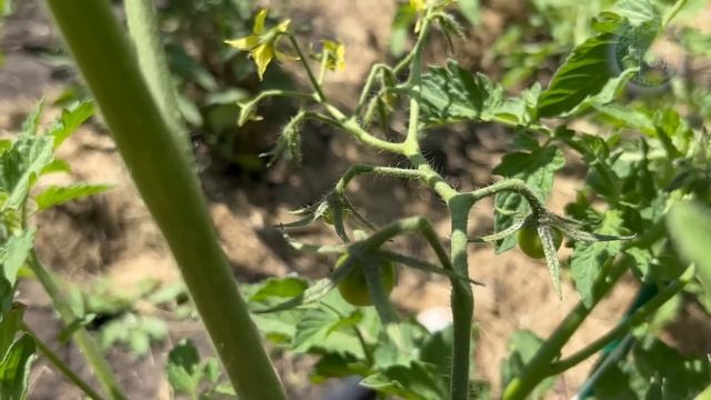 1 таблетку закопайте под Томаты и они обильно заплодоносят и плоды не будут гнить! смотреть онлайн