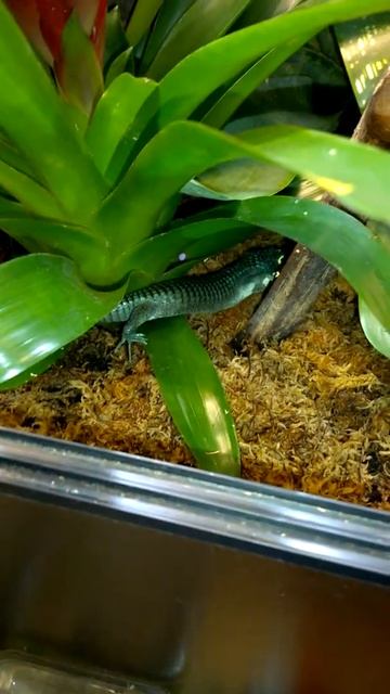 Abronia Graminea смотреть онлайн