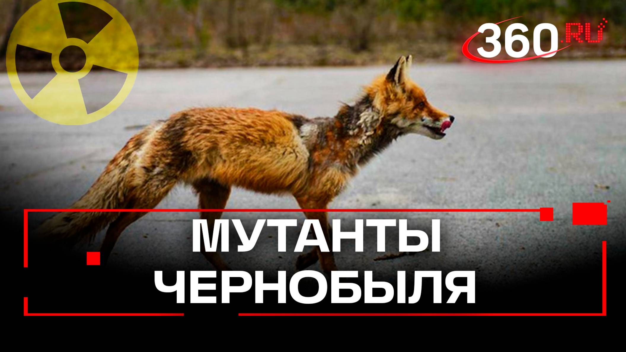 Ученые нашли мутантов в Чернобыле. У животных появился иммунитет к радиации смотреть онлайн