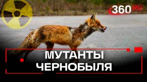 Ученые нашли мутантов в Чернобыле. У животных появился иммунитет к радиации
