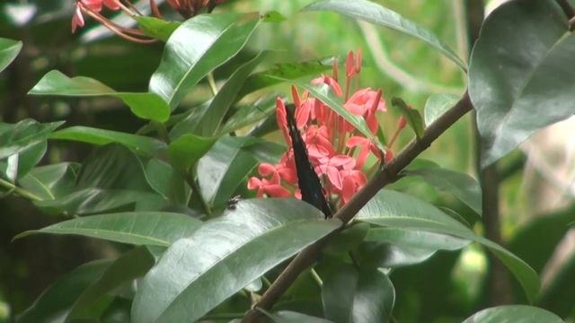 Papilio ulysses in Silky Oaks Lodge смотреть онлайн