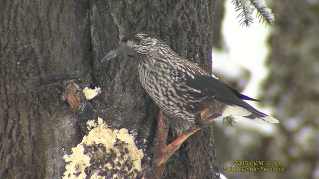 NÖTKRÅKA Spotted Nutcracker (Nucifraga caryocatactes) Klipp - 1603 смотреть онлайн