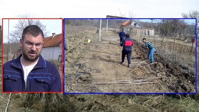 На расаднику Костадиновића смотреть онлайн