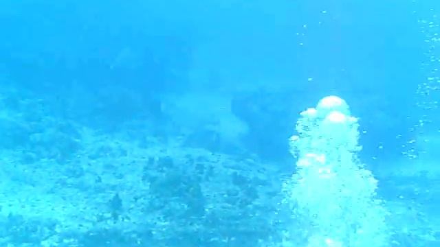 nautilus, corn  island dive... @ the Blowing Rock !!!! may 2010