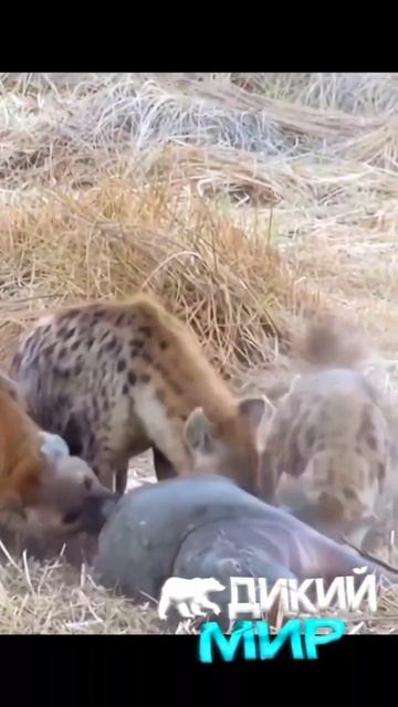 бедняжка 😔🦛#дикий мир смотреть онлайн