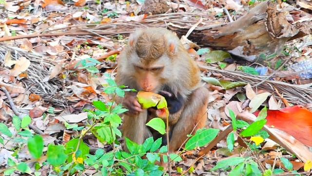 Big congratulations...Welcome newborn baby monkey of young mommy monkey STELA. смотреть онлайн
