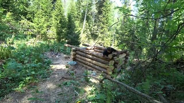 СТРОИТЕЛЬСТВО, РАБОТА КИПИТ. НОВАЯ ИЗБА #6 ТАЁЖНОЕ ЖИЛЬЁ, ПУТЬ К УСПЕХУ ИЛИ В ПРОПАСТЬ смотреть онлайн