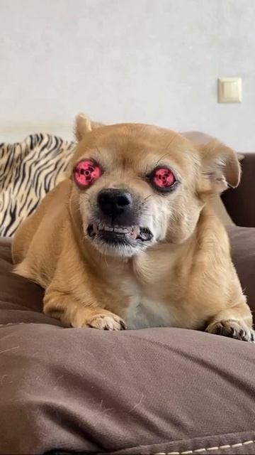 парень и чихуахуа/ очень смешно / чихуахуа отжигает 19 смотреть онлайн