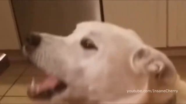 30.07.2017 Видео дня: Животные #63 / Videos of the day: Animals #63 смотреть онлайн