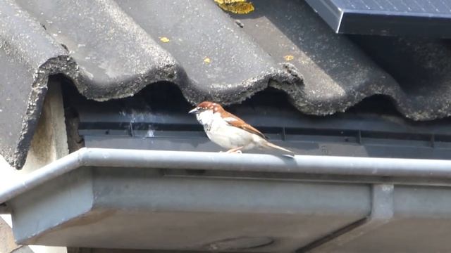 Italian Sparrow (see description) / Italiaanse mus -- Garderen (NL) -- 23-04-2022 (2) смотреть онлайн