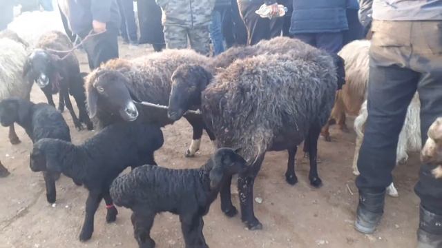 ТАРКАТИНГ ALLOX MOJIZASI ALLOH MUJIZASI TASVIRGA OLINDI МОЛБОЗОР АШТ смотреть онлайн