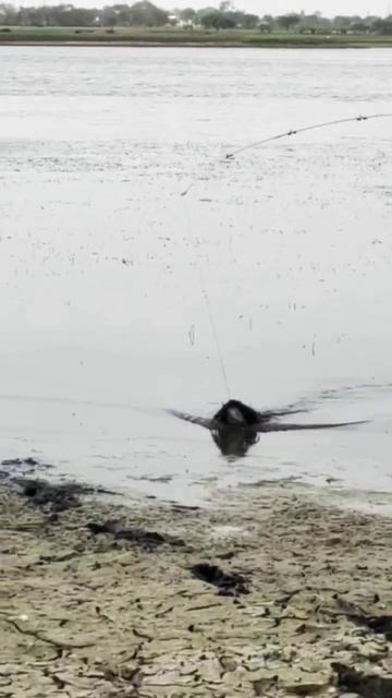 water fishing hunting# snakehead amazing black kobra @ смотреть онлайн