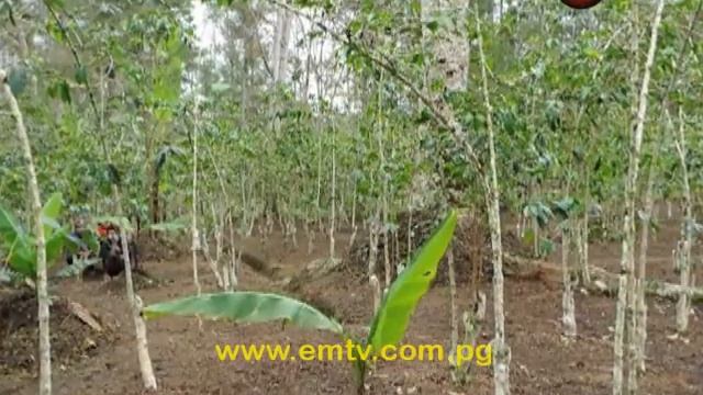 Coffee Pest to be controlled in Eastern Highlands, Jiwaka Province смотреть онлайн