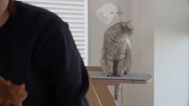 Cats: The Best Roomates, Or The Worst? | Kittisaurus Villains