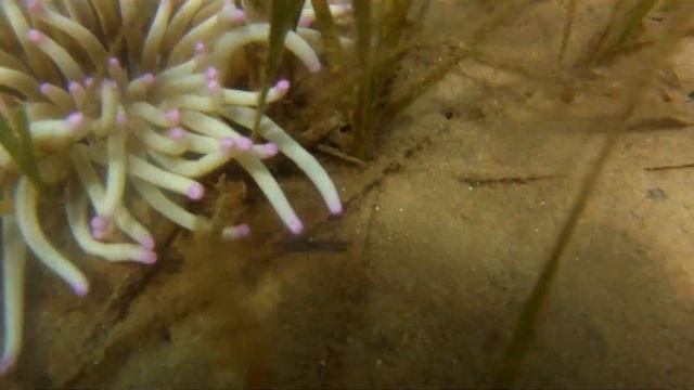 White sand anemone with blue tenticle tips смотреть онлайн