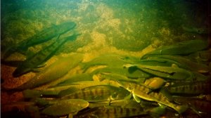 Волга. Подводная Охота На Свалах