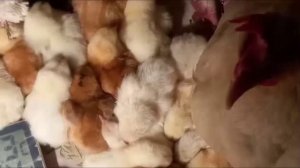 Вывод цыплят завершён в инкубаторе РЯБА 36 и под квочкой_ показываю моих цыплят_ 29 марта 2025 года