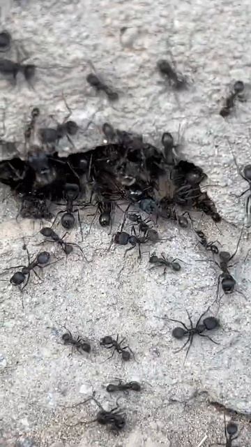 Ant Nest Made Entirely Out Of ANTS! | Natural World | Afghanistan ANTS смотреть онлайн