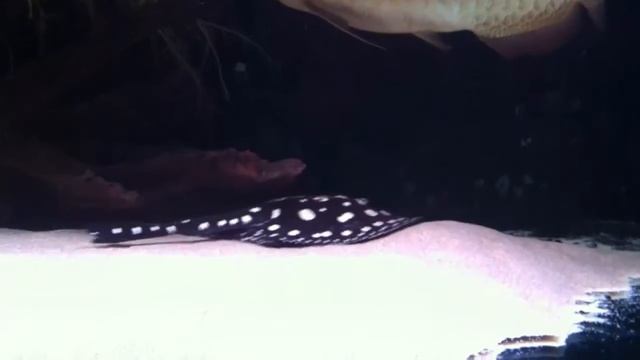 Potamotrygon Black Diamond Eclipse F1 pair...