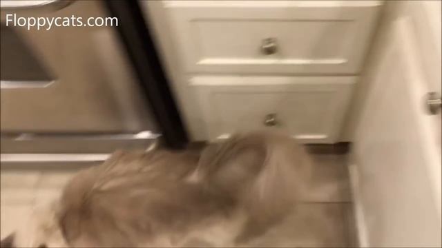 Weruva Cats in the Kitchen Variety Pack Grain-Free Cat Food Packets Feature - Floppycats смотреть онлайн