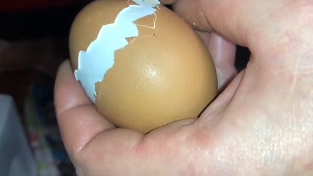 Помогаю крайним🐣🐥🐣на носу 22 сутки_ 28-29 марта 2025 года смотреть онлайн