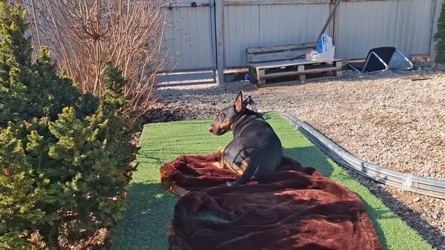 #23 У Гаса травма. Нимфея перезимовала. Закрыла перголу над мойкой