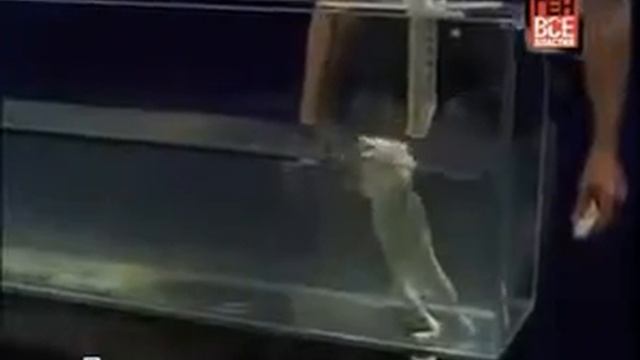 Эксперимент с крысами.240.mp4 смотреть онлайн