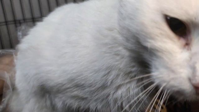 Птичка смотреть онлайн