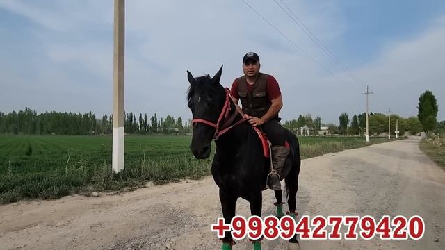 КОРА ОТНИ УЛОГИГА КАФОЛАТ БЕРГАН. ЛИМОН ТОЙ ФАЗЛИДДИНДА...продаются лошади.. смотреть онлайн