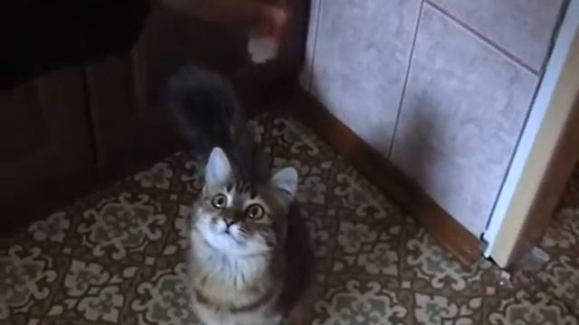 Веселая кошка) смотреть онлайн