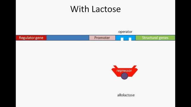 Lac Operon смотреть онлайн