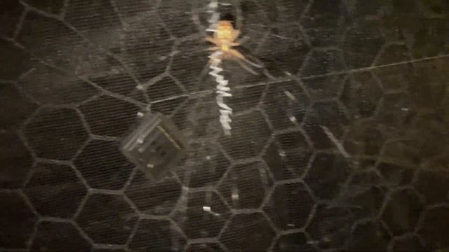 Much BIGGER Black and Yellow Garden Spider feeding outdoors!!!! (Argiope Aurantia) (Part 1) смотреть онлайн