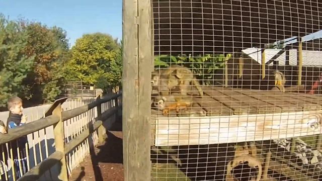 What a tongue! - Hand-feeding a giraffe - Brights Zoo - Limestone Tn смотреть онлайн