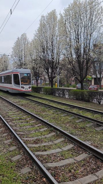 Цветущий весенний Краснодар парк Галицкого и ставропольская в розовых сливах смотреть онлайн
