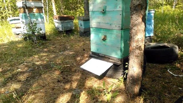 как дела на пасеке смотреть онлайн