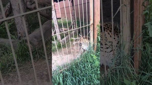 Борьба медведя и тигра