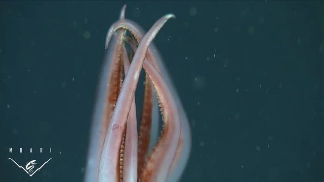 Octopoteuthis deletron arm tips flashing смотреть онлайн