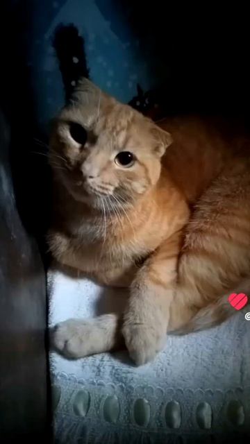 #животные#друг смотреть онлайн