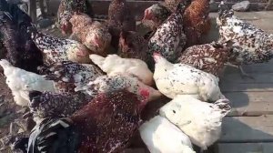 Жизнь в деревне.Мое первое видео на рутубе.