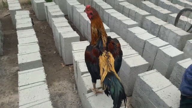 парандабозори райёни фархор смотреть онлайн