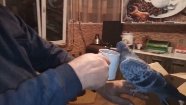 Новичок! Голубка Чика из Вологды 12 12 19 г смотреть онлайн